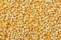 Dry corn grains, background Royalty Free Stock Photo