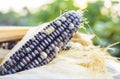 Dried corn for breeding, Thai corn Royalty Free Stock Photo