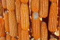 Dried corn bundle together