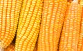 Dried corn closeup background Royalty Free Stock Photo