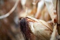 Dried corn cob with exposed kernels Royalty Free Stock Photo