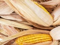 Dried corn on the cob husks