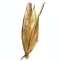 Dried corn cob isolated on white background Royalty Free Stock Photo