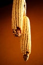 Dried corn cobs - close up Royalty Free Stock Photo