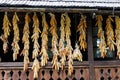 Dried corn cobs. Dried Corns hanging on rustic wall Royalty Free Stock Photo