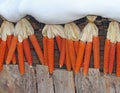 Dried corn cobs drying in the Sun in a cottage Royalty Free Stock Photo