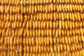 Dried corn cobs Royalty Free Stock Photo