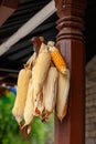Dried corn cobs hanging on a pole. Royalty Free Stock Photo