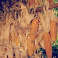 Dried corn cobs Royalty Free Stock Photo