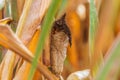 Dried corn cobs on plan Royalty Free Stock Photo