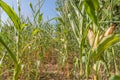 Dried corn field in summer, Germany