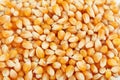 Dried corn grains Royalty Free Stock Photo
