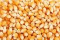 Dried corn grains Royalty Free Stock Photo