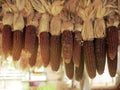 Dried corn that hangs together for storage Royalty Free Stock Photo