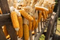 Dried corn hung up wooden cart thai Style ,Thailand