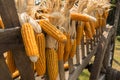 Dried corn hung up wooden cart thai Style ,Thailand