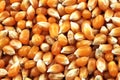 Dried Corn Kernels Extreme Macro Royalty Free Stock Photo