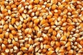 Dried Corn Kernels Macro Royalty Free Stock Photo