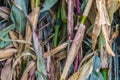 Dried corn leaves. Natural stalks background. Royalty Free Stock Photo
