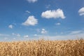 Dried corn maize field, blue cloudy sky. Cornfield rural landscape Royalty Free Stock Photo