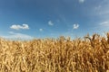 Dried corn maize field, blue cloudy sky. Cornfield rural landscape