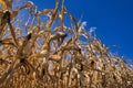 Dried corn maize field, blue cloudy sky. Cornfield rural landscape in August in Germany