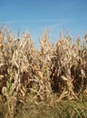 Dried Corn Plants Against Blue Sky Royalty Free Stock Photo