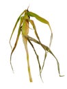 Dried corn stalk with corn ear and dried leaves on white background Royalty Free Stock Photo