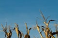 Dried corn stalks with copy space Royalty Free Stock Photo