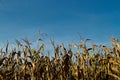 Dried corn stalks with copy space Royalty Free Stock Photo