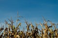 Dried corn stalks with copy space Royalty Free Stock Photo