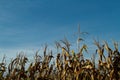 Dried corn stalks with copy space Royalty Free Stock Photo