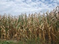 Corn Maze in St. Mary`s, Ontario