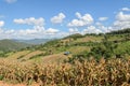 Dried corn terrace field in sunny day Royalty Free Stock Photo