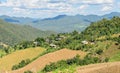 Dried corn terrace field in Thailand Royalty Free Stock Photo