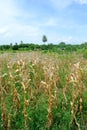 Dried corn tree at farm, Agriculture background Royalty Free Stock Photo