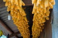 Dried corns is hanged on the roof of ethnic minority`s house in Mu cang chai, Vietnam