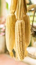 Dried corns hanging at a balcony