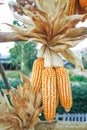 Dried corns hanging on bamboo railings Royalty Free Stock Photo