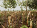 dried corns tree in corn field Royalty Free Stock Photo