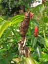 dried Costus spicatus flower Royalty Free Stock Photo