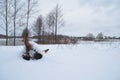 Dried cow skull in the snow,