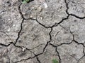 Dried cracks in the earth`s earth have a background texture. Mosaic pattern of sunny dry soil. Sprouts Royalty Free Stock Photo