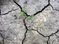 Dried cracks in the earth`s earth have a background texture. Mosaic pattern of sunny dry soil. Sprouts