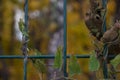 Dried creeper on the fence grate