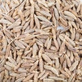 Dried cumin (cummin) spice seeds close up Royalty Free Stock Photo