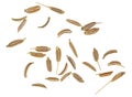 Dried cumin seeds isolated on white background, top view. Aroma cuisine, macro Royalty Free Stock Photo