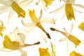 Dried Daffodil Flowers on White