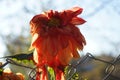 Almost dried Dahlia variabilis flower