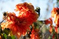 Almost dried Dahlia variabilis flower